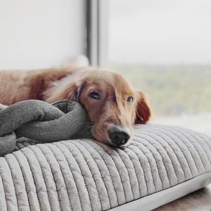 Lambwolf Collective Jouet pour chien Nou, Charbon