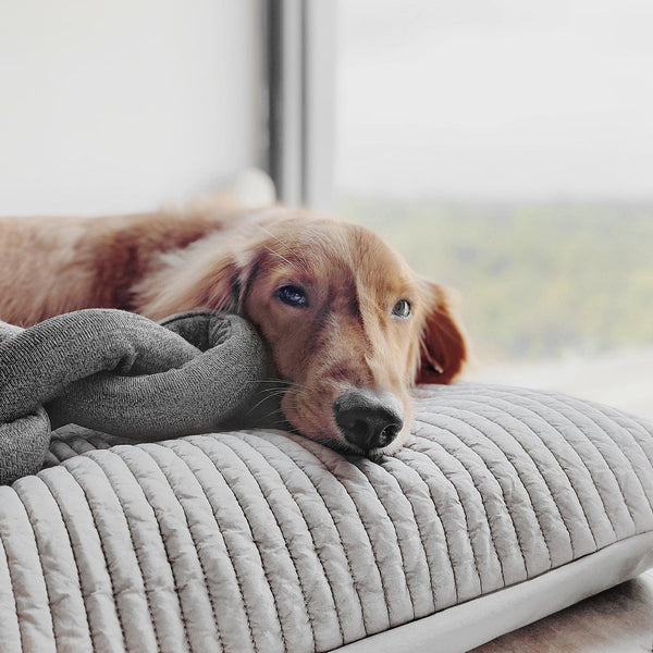 Lambwolf Collective Jouet pour chien Nou, Charbon