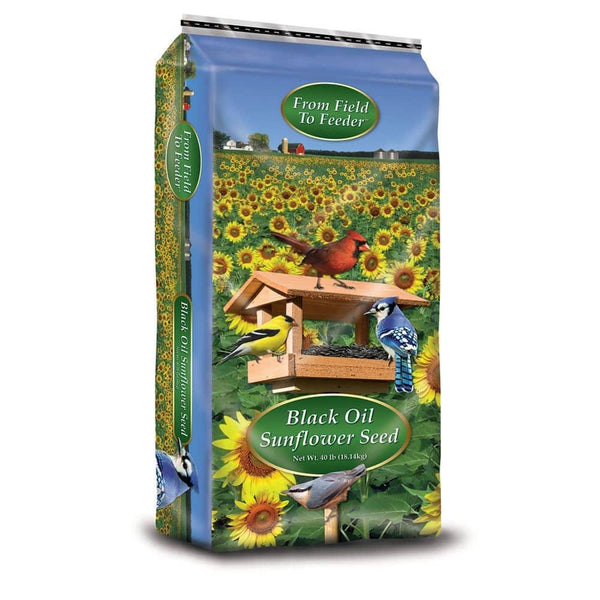 From Field to Feeder Graines de tournesol noires pour oiseaux sauvages