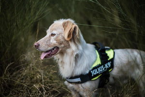 Julius-K9 IDC Powerharness Dog Harness, UV Neon Green