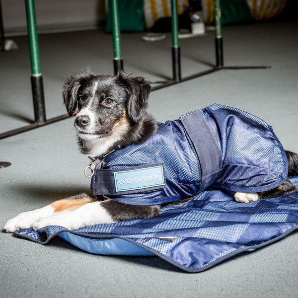 Back on Track Manteau rafraîchissant pour chien, bleu marine