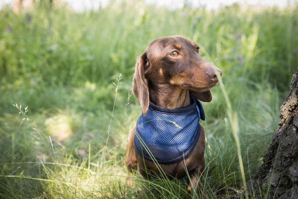 Back on Track Cool On Track Cooling Dog Bandana, Navy