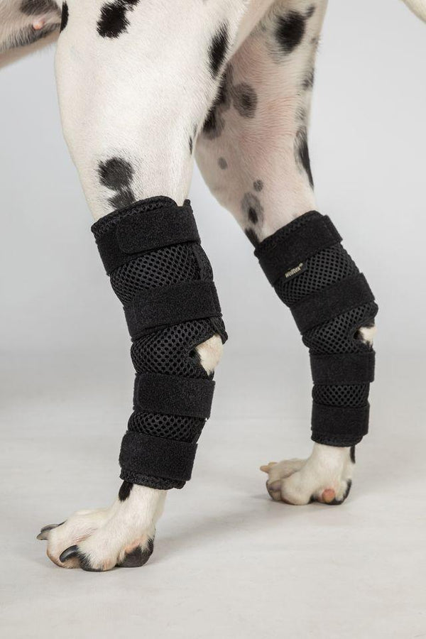 Back on Track Attelle de jarret pour chien Dixie