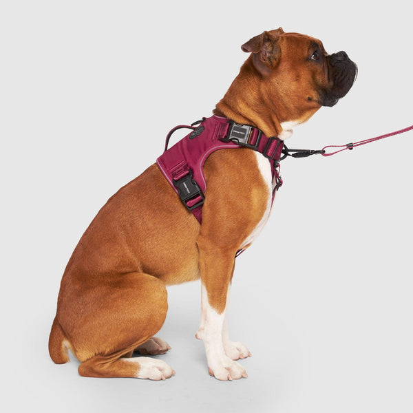 Canada Pooch Harnais Complete Control pour chien, Prune