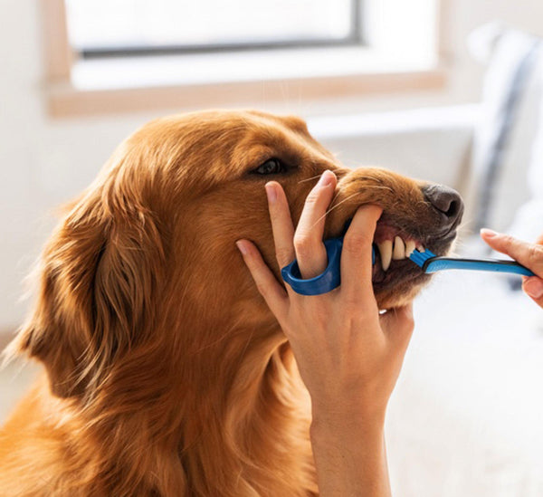 Paw Ready Brosse à Dents BrushMate Premium avec Morsure Anti-Morsure & Dentifrice Saveur Banane Menthe pour Chiens, Bleu