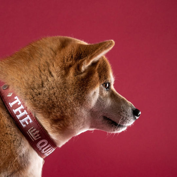 MyFamily Collier Royal pour chien, Rouge