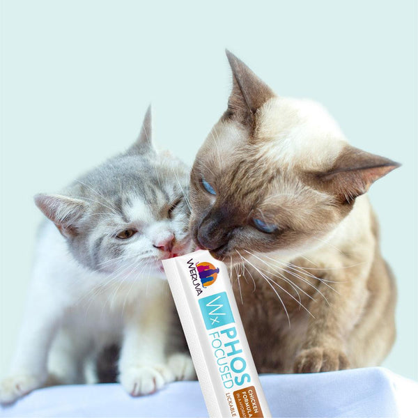 Weruva Cat Wx Phos Focused Chicken & Tilapia Lickable Cat Treats