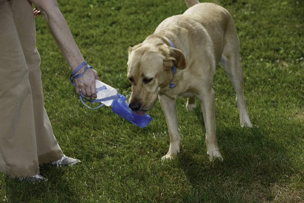 Miller Pet Lodge Gourde d'eau pour animaux ThirstyDog Sport
