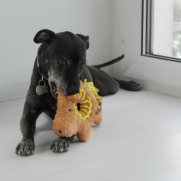 KONG Ringaroos Pig Dog Toy