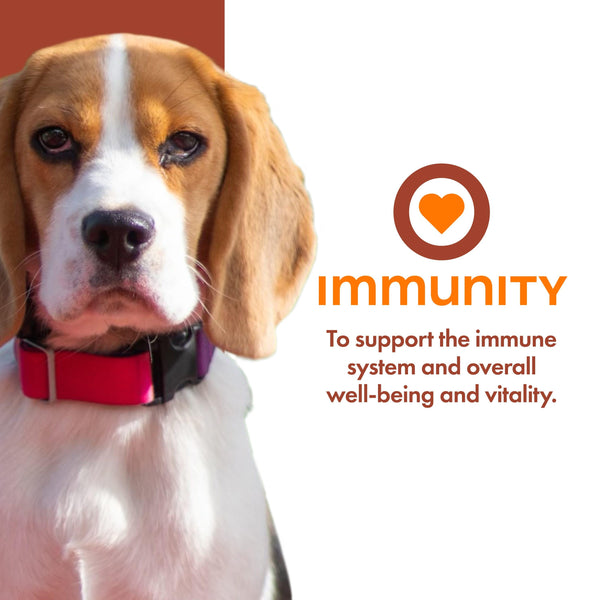Fromm Nutritionals Pâté Immunité Complément Alimentaire pour Chien en Boîte