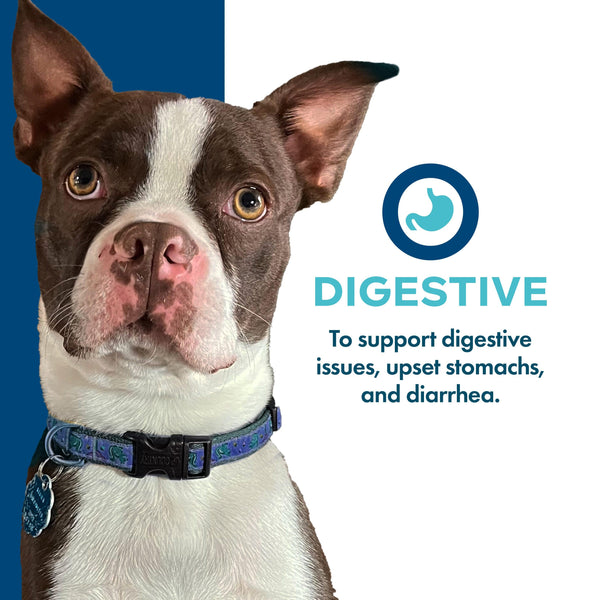 Fromm Nutritionals Digestive Functional Dog Treats