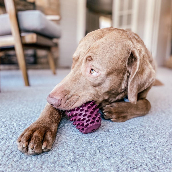 Tall Tails Enrichment Antler & Pinecone Dog Toy, Medium