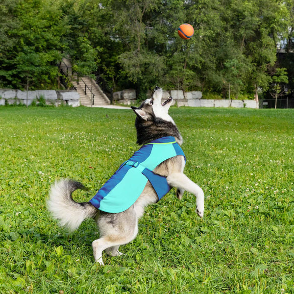 Canada Pooch Max Chill Cooling Vest for Dogs, Blue