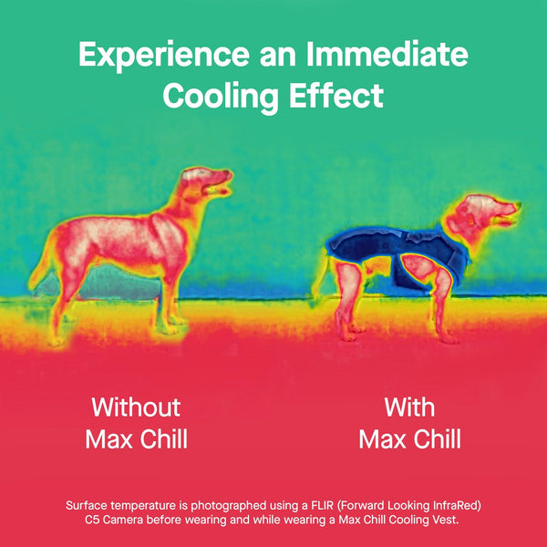 Canada Pooch Max Chill Cooling Vest for Dogs, Purple