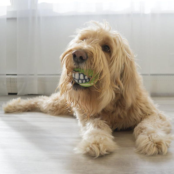 KONG Grinz Ball Jouet pour chien, grand