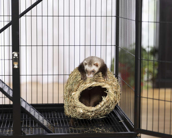 Prevue Pet Products Grass Ball Small Animal Toy, Medium