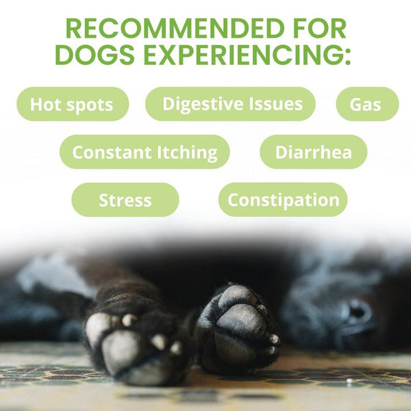 Under the Weather Ready Balance Probiotic Gel Squeezable Dog Supplement