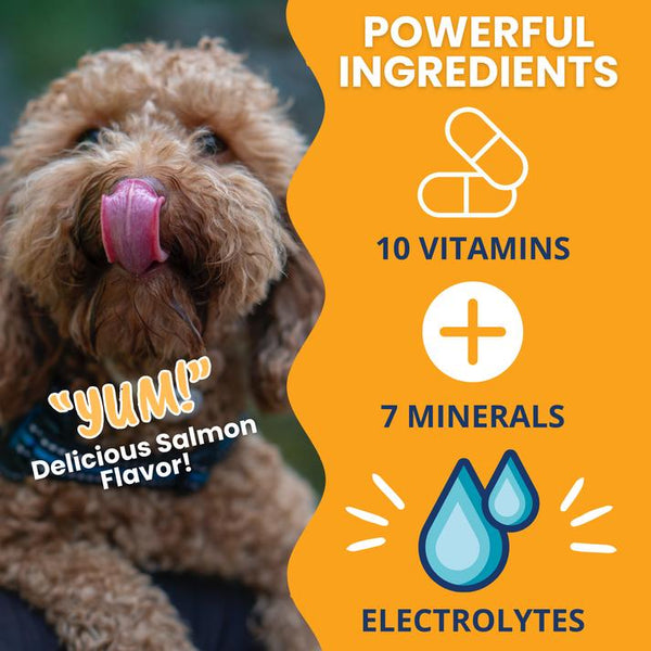 Under the Weather Ready Cal PLUS Electrolytes Squeezable Dog Supplement