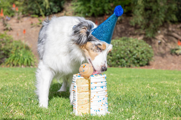 Chuckit! Birthday Fetch Ball Dog Toy