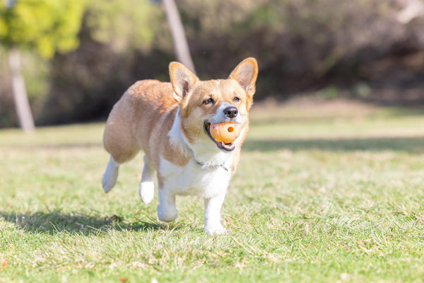 Chuckit! Birthday Fetch Ball Dog Toy