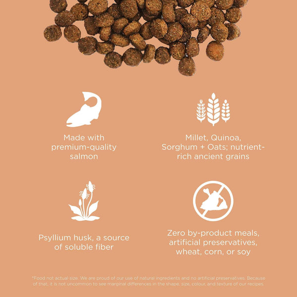 Go! Solutions Digestion + Gut Health Salmon with Ancient Grains Dry Cat Food