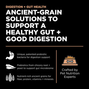 Go! Solutions Digestion + Gut Health Salmon with Ancient Grains Dry Cat Food