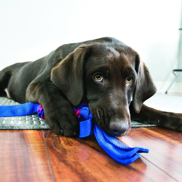 KONG Tugga Wubba Dog Toy, Color Varies
