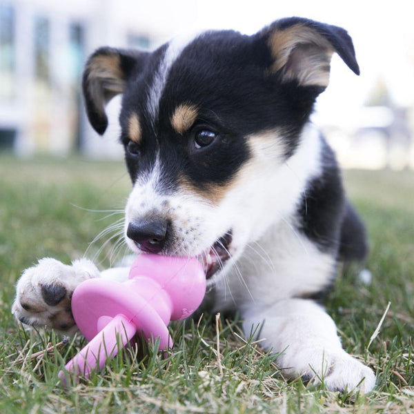 KONG Puppy Binkie Jouet pour Chien, Couleur Varie