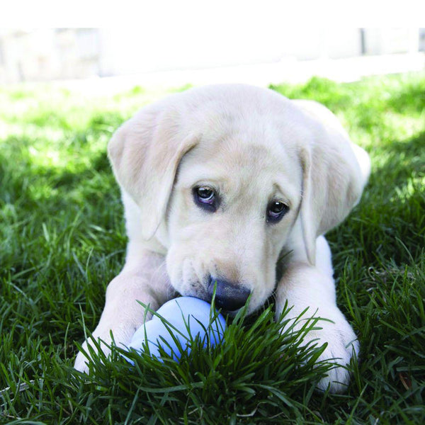 Gâteries KONG Snacks pour chiots