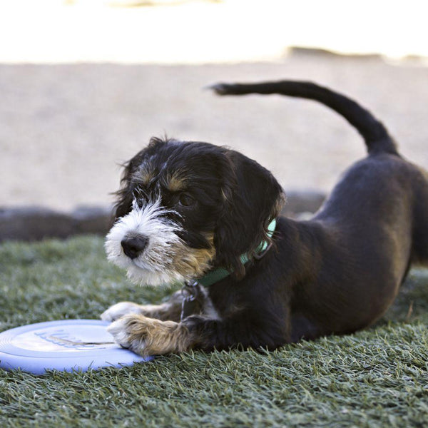 Jouet pour chien KONG Puppy Flyer Frisbee. Petit