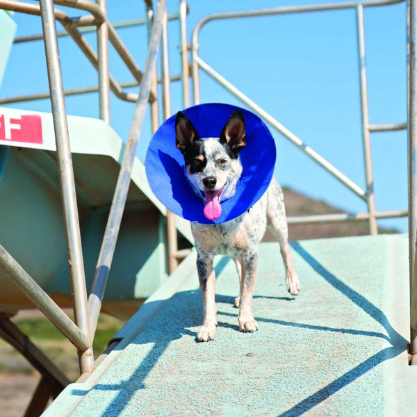 KONG E-Collar EZ Soft for Pets