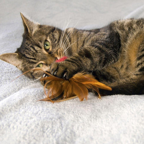 KONG Naturals Crinkle Ball with Feathers Cat Toy, Color Varies