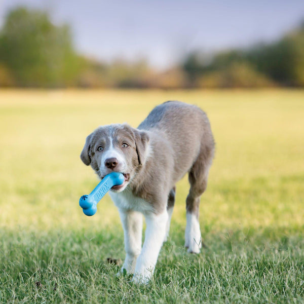 KONG Puppy Goodie Bone Jouet pour chien, couleur variable, petit