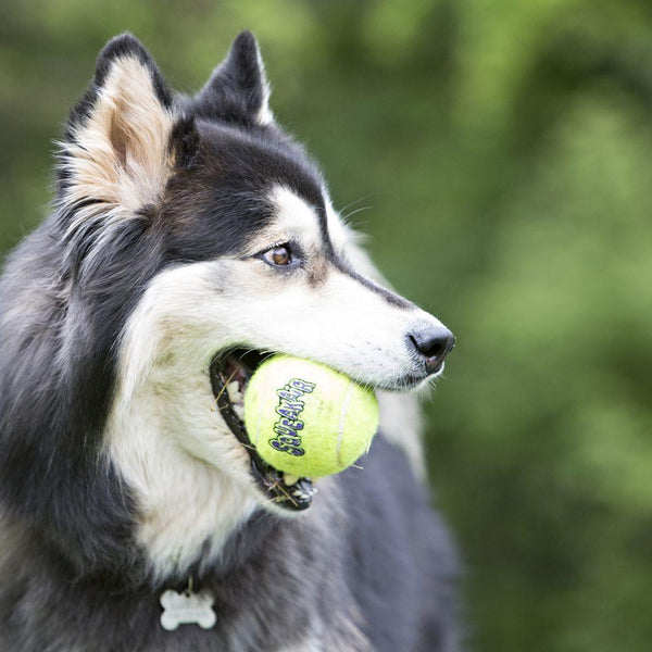 KONG SqueakAir Balls Dog Toy