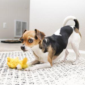 KONG Dr. Noyz Duck Dog Toy