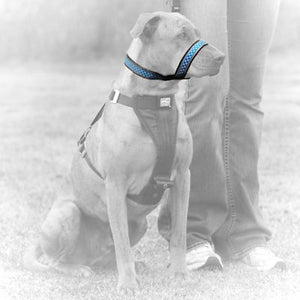 Kurgo Snout About Dog Strap, Blue