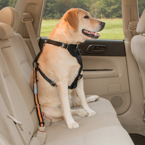 Kurgo Attache Ajustable Pour Voiture, Noire Et Orange