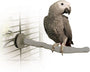 K&H Bird Thermo-Perch