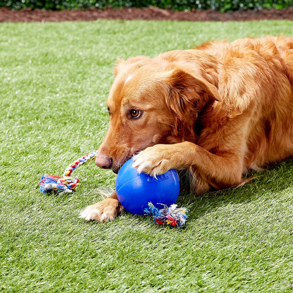 Jolly Pets Romp-n-Roll Dog Toy, Blue