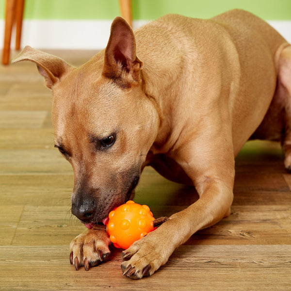 Jolly Pets Jolly Jumper Ball Dog Toy, Orange