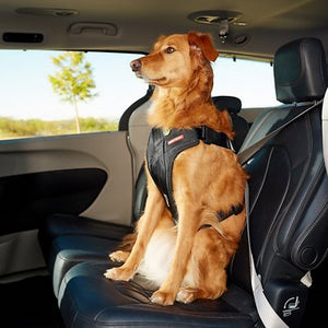 EzyDog Drive Harnais de voiture pour chien
