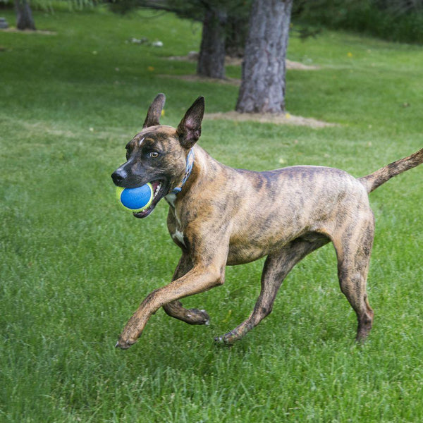 KONG SqueakAir Ultra Balls Dog Toy, Large