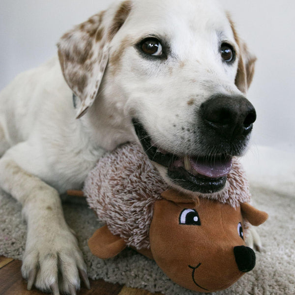 KONG Comfort Hedgehog Dog Toy, Assorted