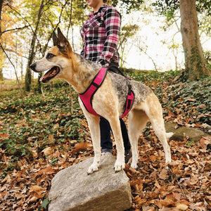 PetSafe EasySport Dog Harness, Pink