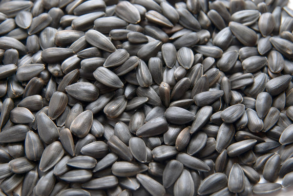 CountryMax Black Oil SunFlower Seed Wild Bird Food