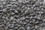 CountryMax Black Oil SunFlower Seed Wild Bird Food