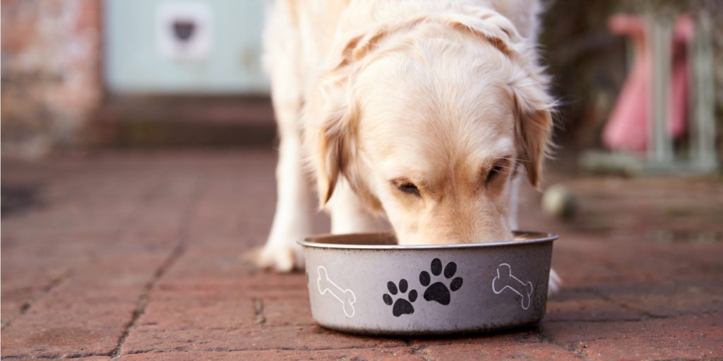 Understanding Glycemic Index & Glycemic Load in Pet Foods