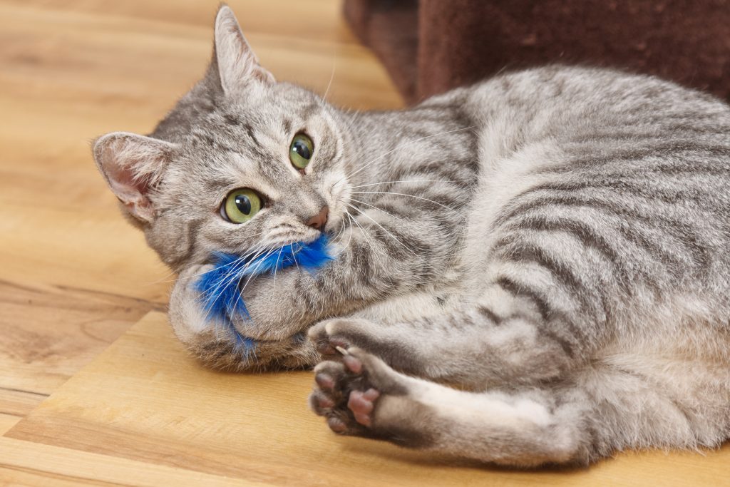 Understanding Feline Behaviour and Providing Enrichment to Indoor Cats