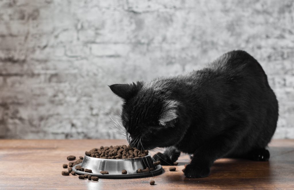 Global Pet Foods Is Free Feeding Your Cat The Best Option 