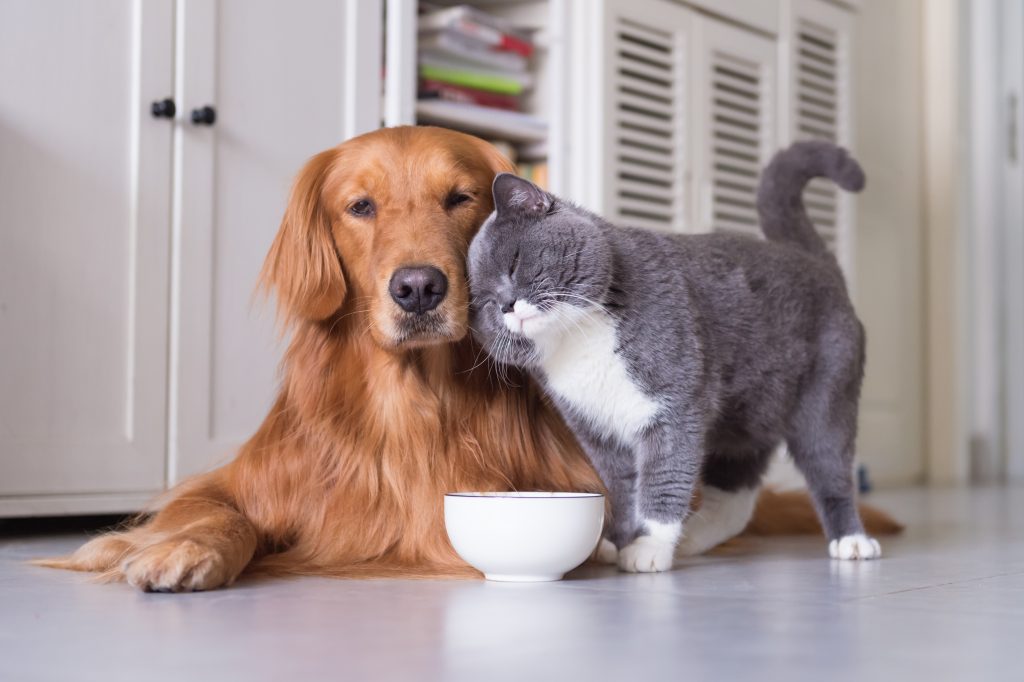 A New Philosophy of Feeding Pets
